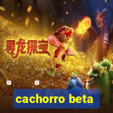 cachorro beta