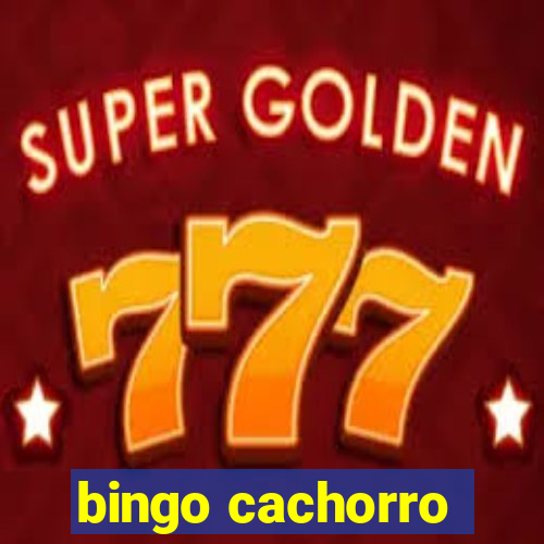 bingo cachorro