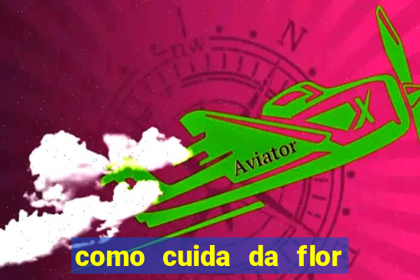 como cuida da flor da fortuna