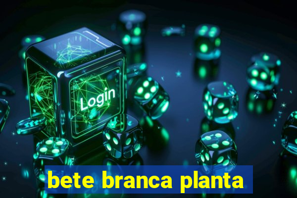 bete branca planta