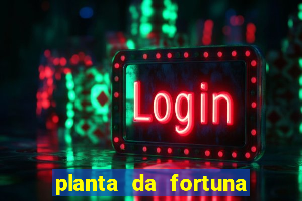 planta da fortuna e felicidade