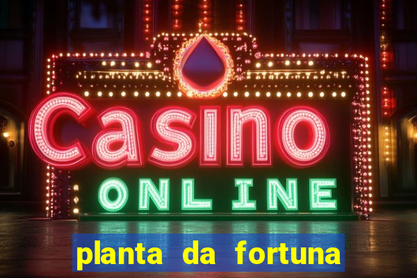 planta da fortuna e felicidade