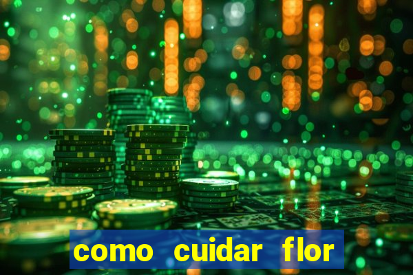 como cuidar flor da fortuna