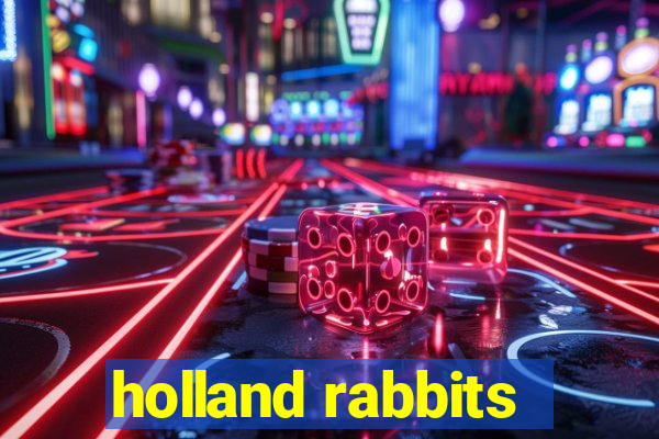 holland rabbits