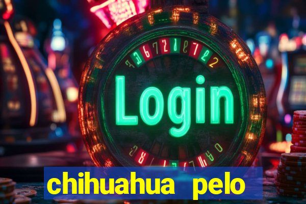 chihuahua pelo longo porto alegre