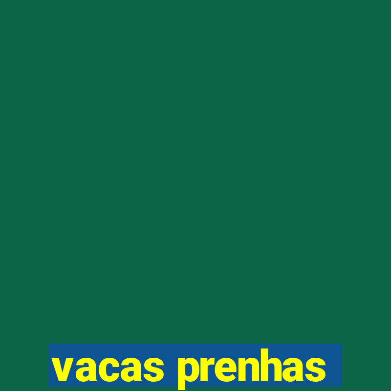 vacas prenhas