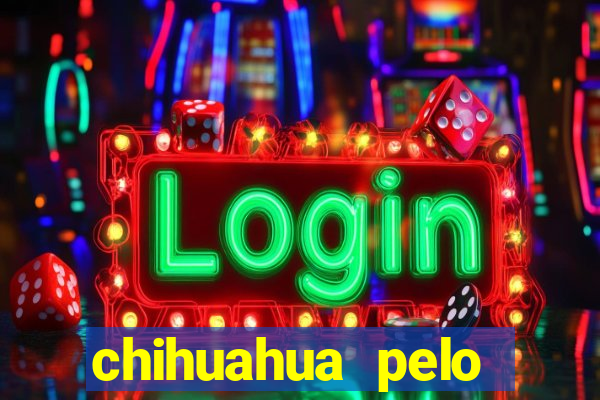 chihuahua pelo longo preço