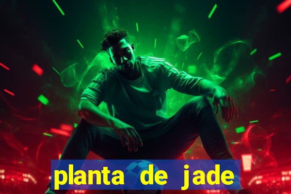 planta de jade significado espiritual