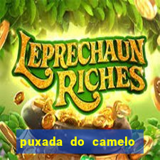 puxada do camelo jogo do bicho